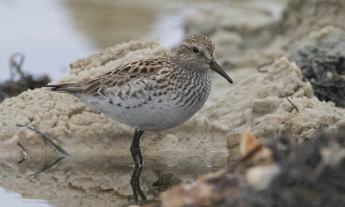 White-rumped Sandpiper - ML637206539