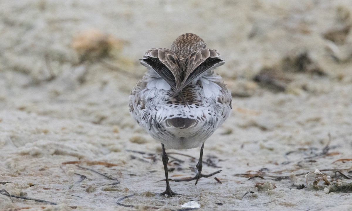 White-rumped Sandpiper - ML637206541