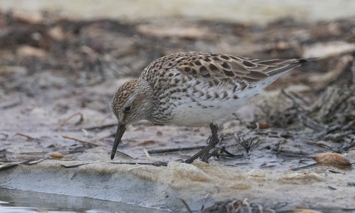 White-rumped Sandpiper - ML637206542