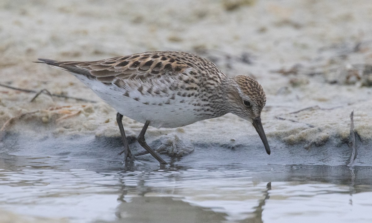 White-rumped Sandpiper - ML637206543