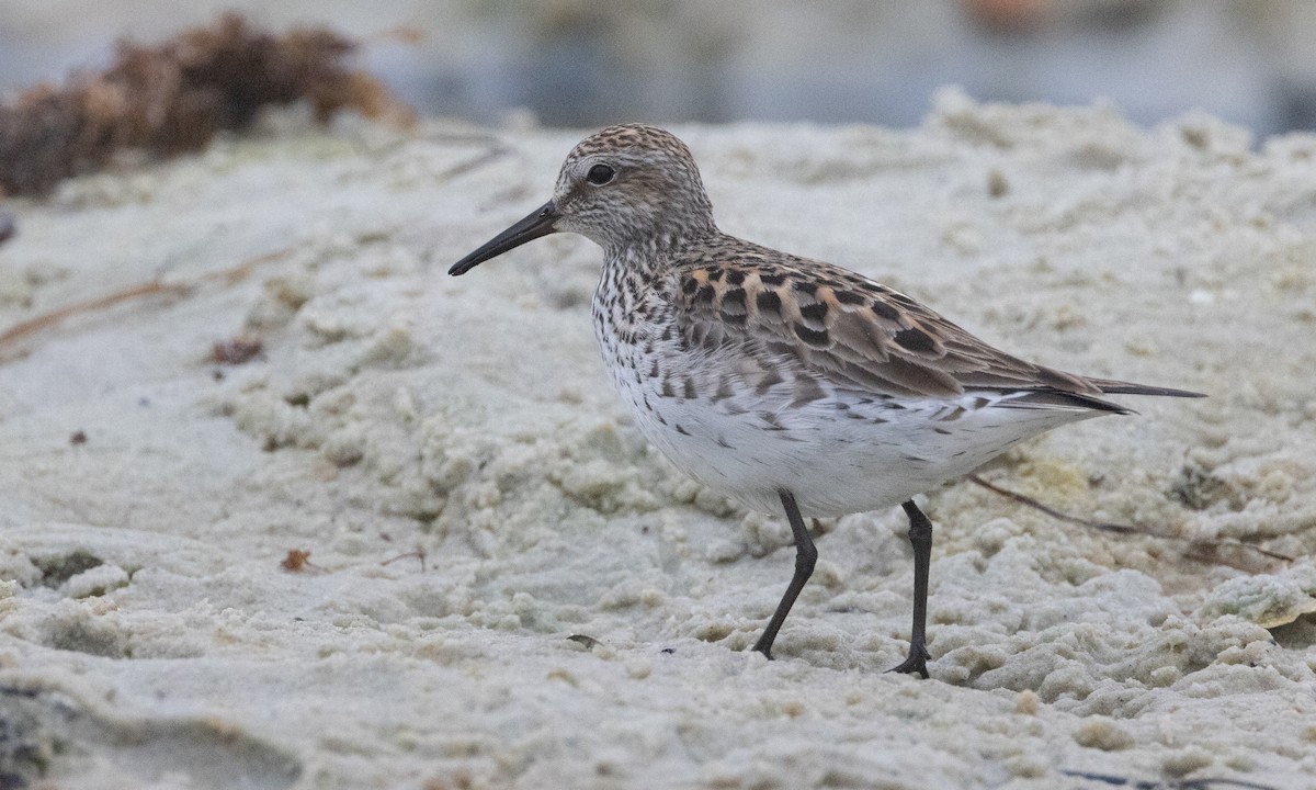 White-rumped Sandpiper - ML637206544