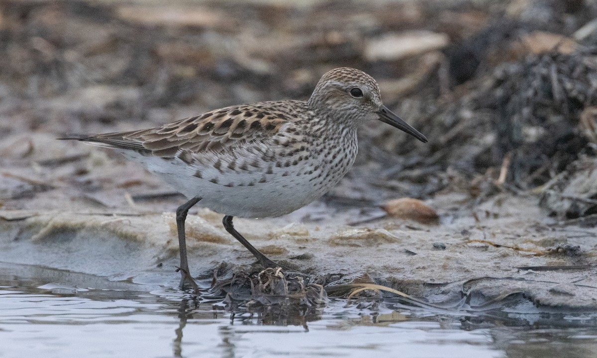 White-rumped Sandpiper - ML637206545