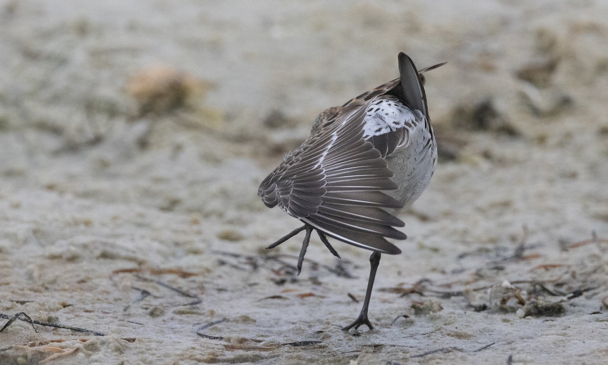 White-rumped Sandpiper - ML637206546