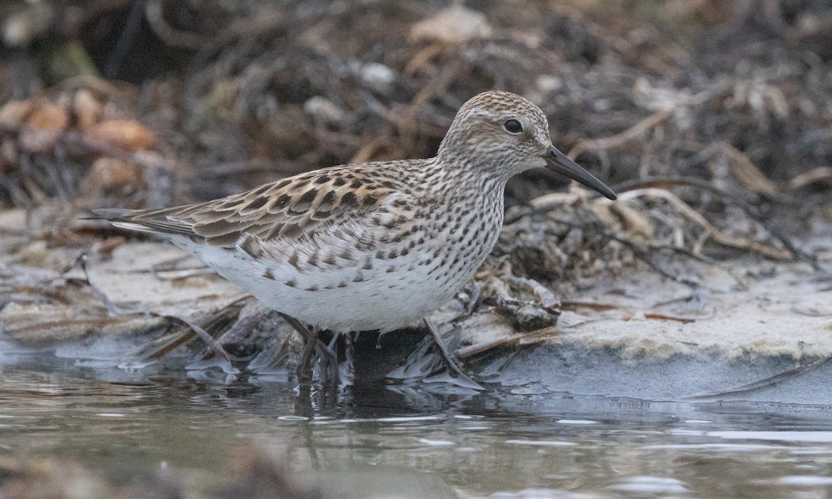 White-rumped Sandpiper - ML637206547