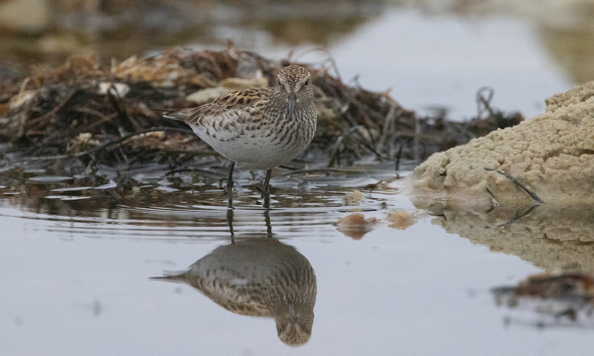White-rumped Sandpiper - ML637206548