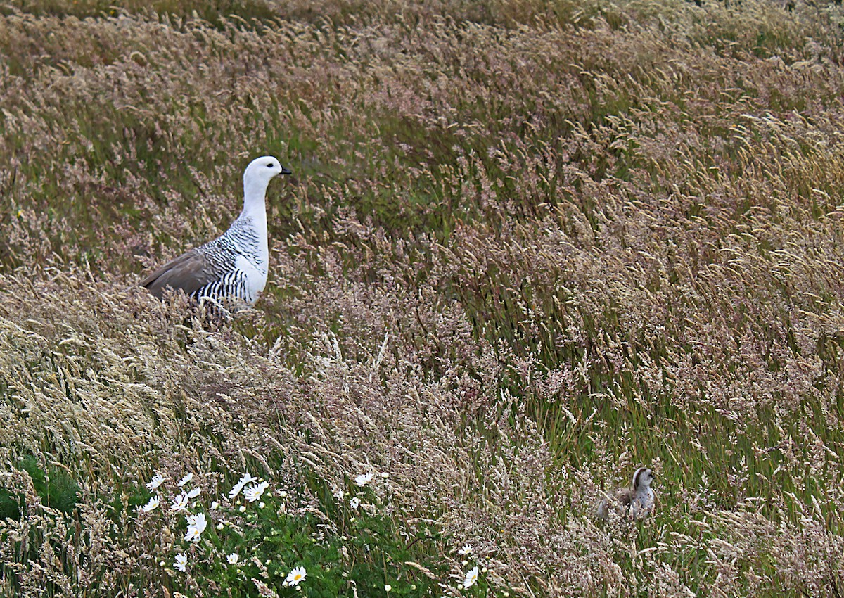 Upland Goose - ML637206556