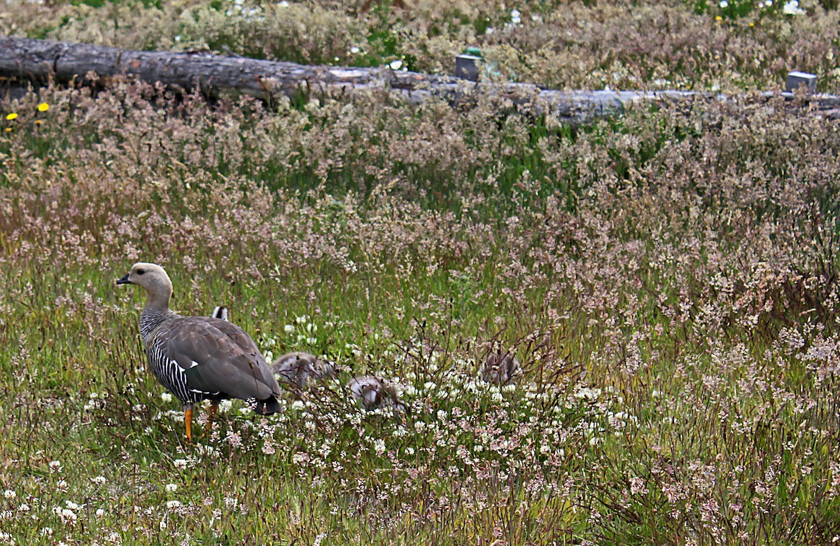 Upland Goose - ML637206557