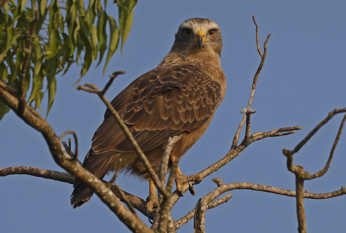 Western Banded Snake-Eagle - ML637206560