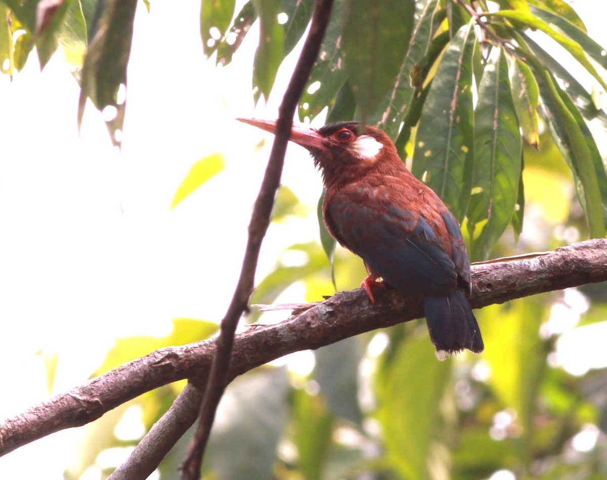 Jacamar oreillard - ML637206566