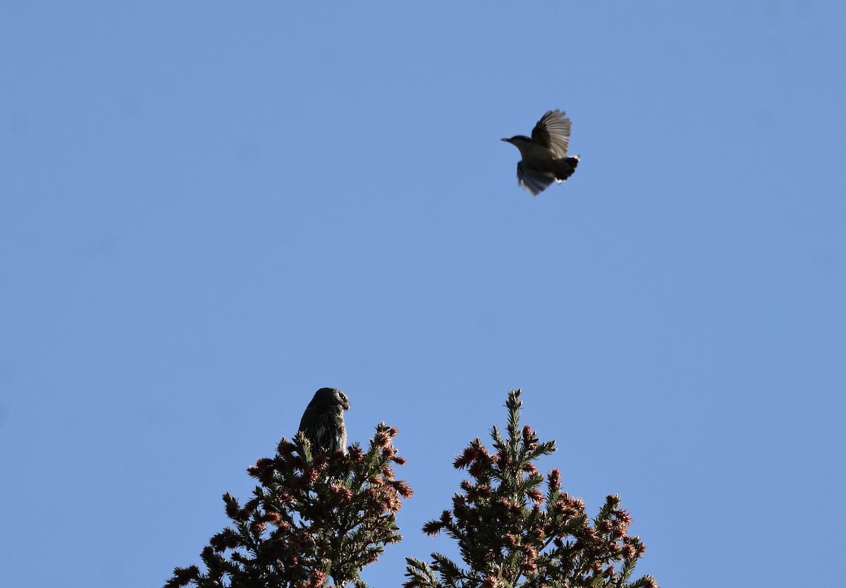 Northern Pygmy-Owl - ML637206582