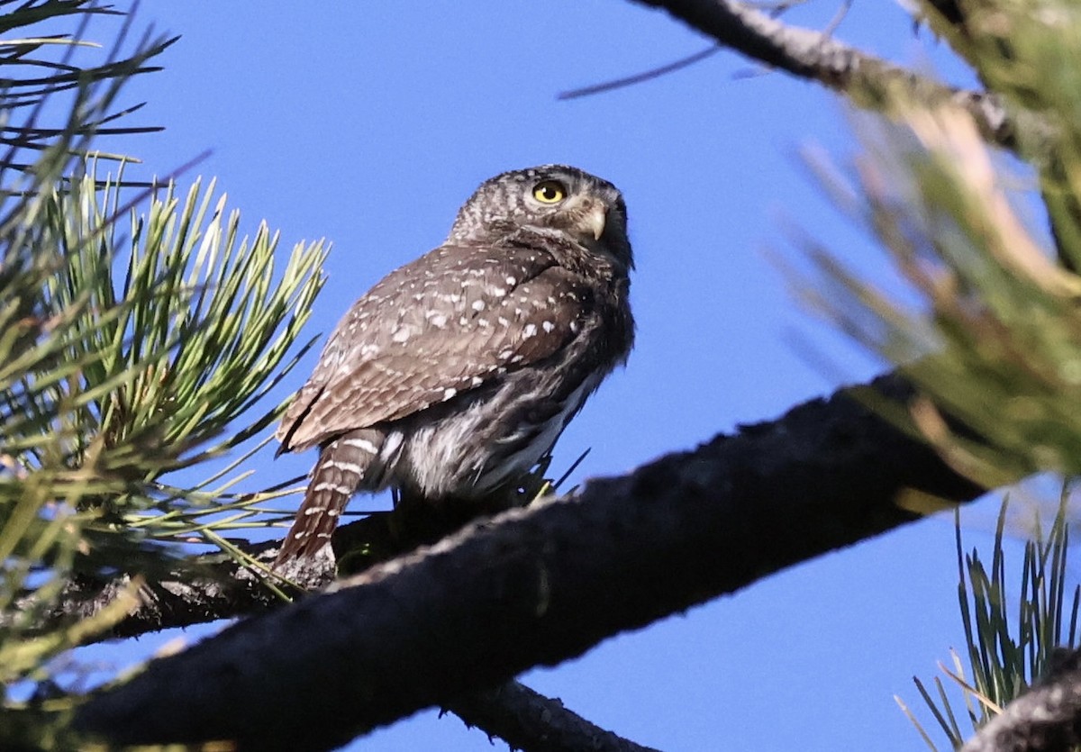 Northern Pygmy-Owl - ML637206583