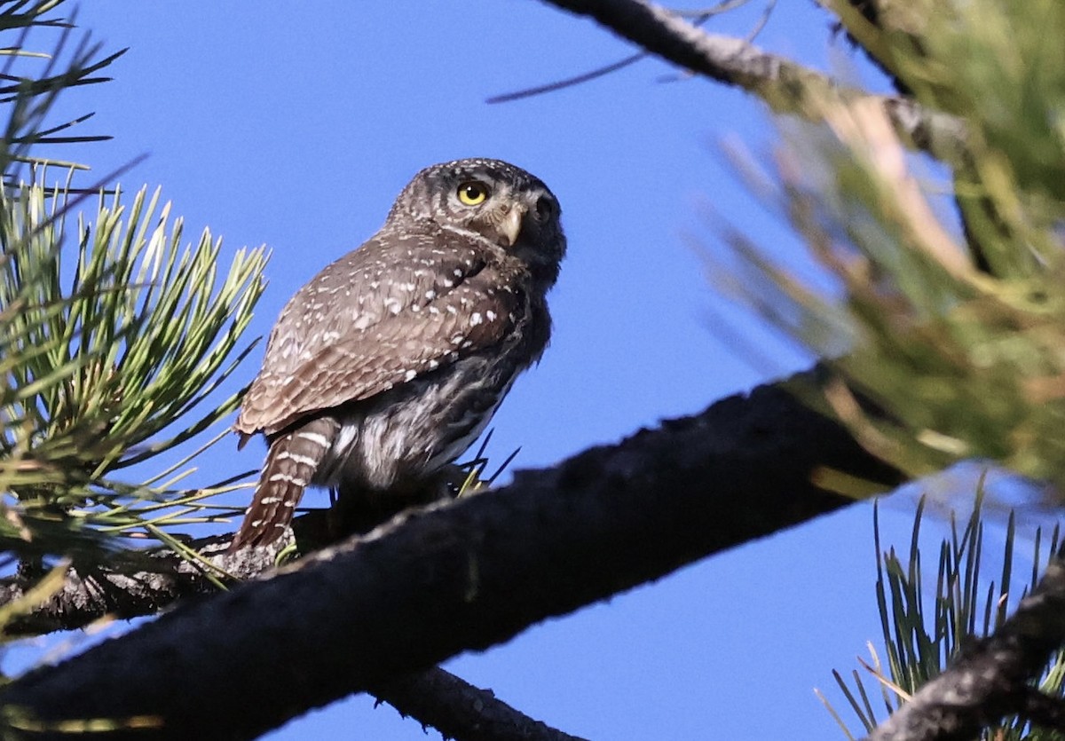 Northern Pygmy-Owl - ML637206584