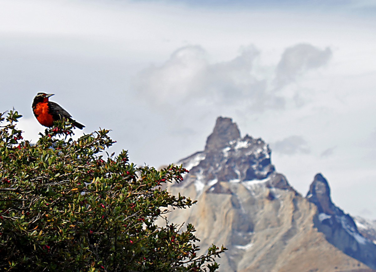 Long-tailed Meadowlark - ML637206630