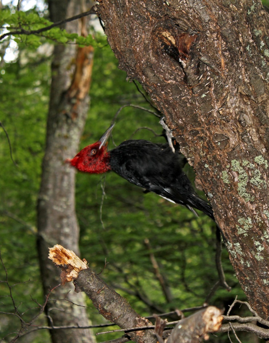 Magellanic Woodpecker - ML637206647