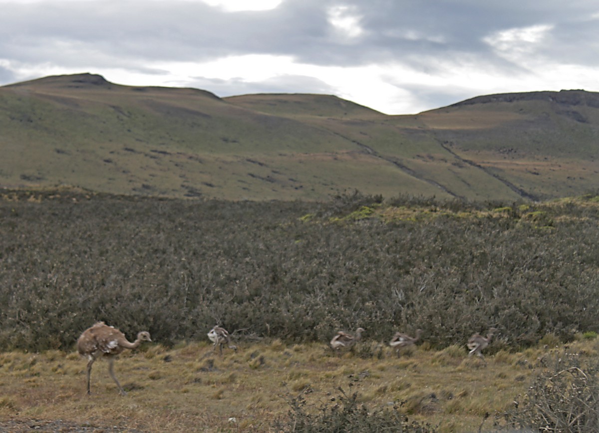 Lesser Rhea - ML637206678