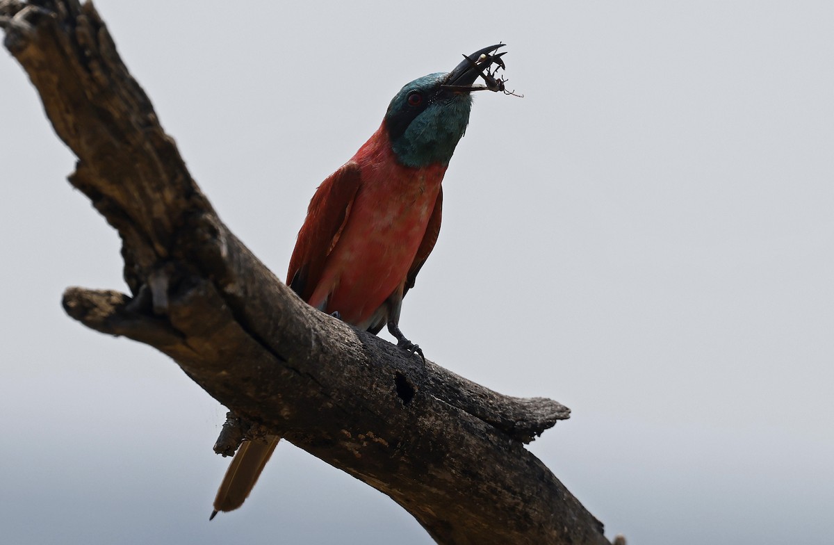 Northern Carmine Bee-eater - ML637206704
