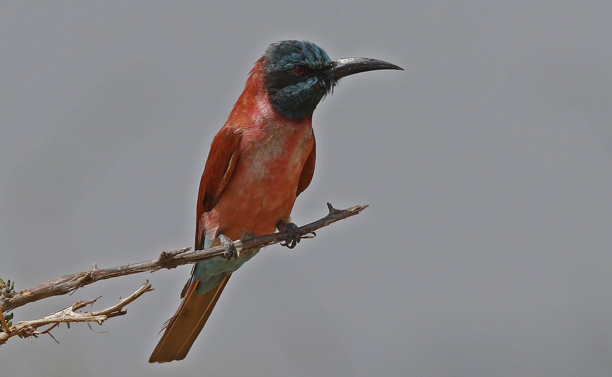 Northern Carmine Bee-eater - ML637206720