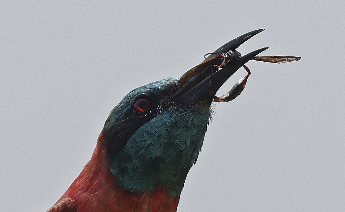 Northern Carmine Bee-eater - ML637206726