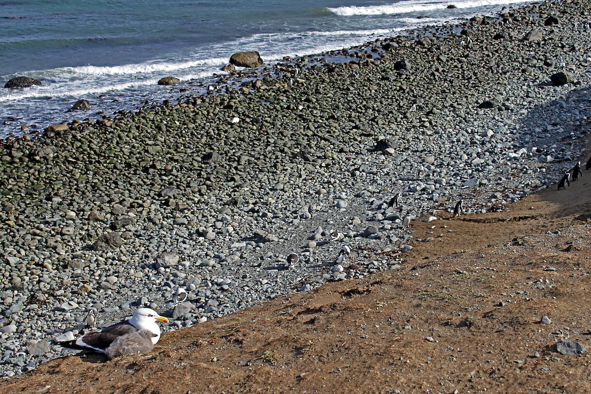 Kelp Gull - ML637206728