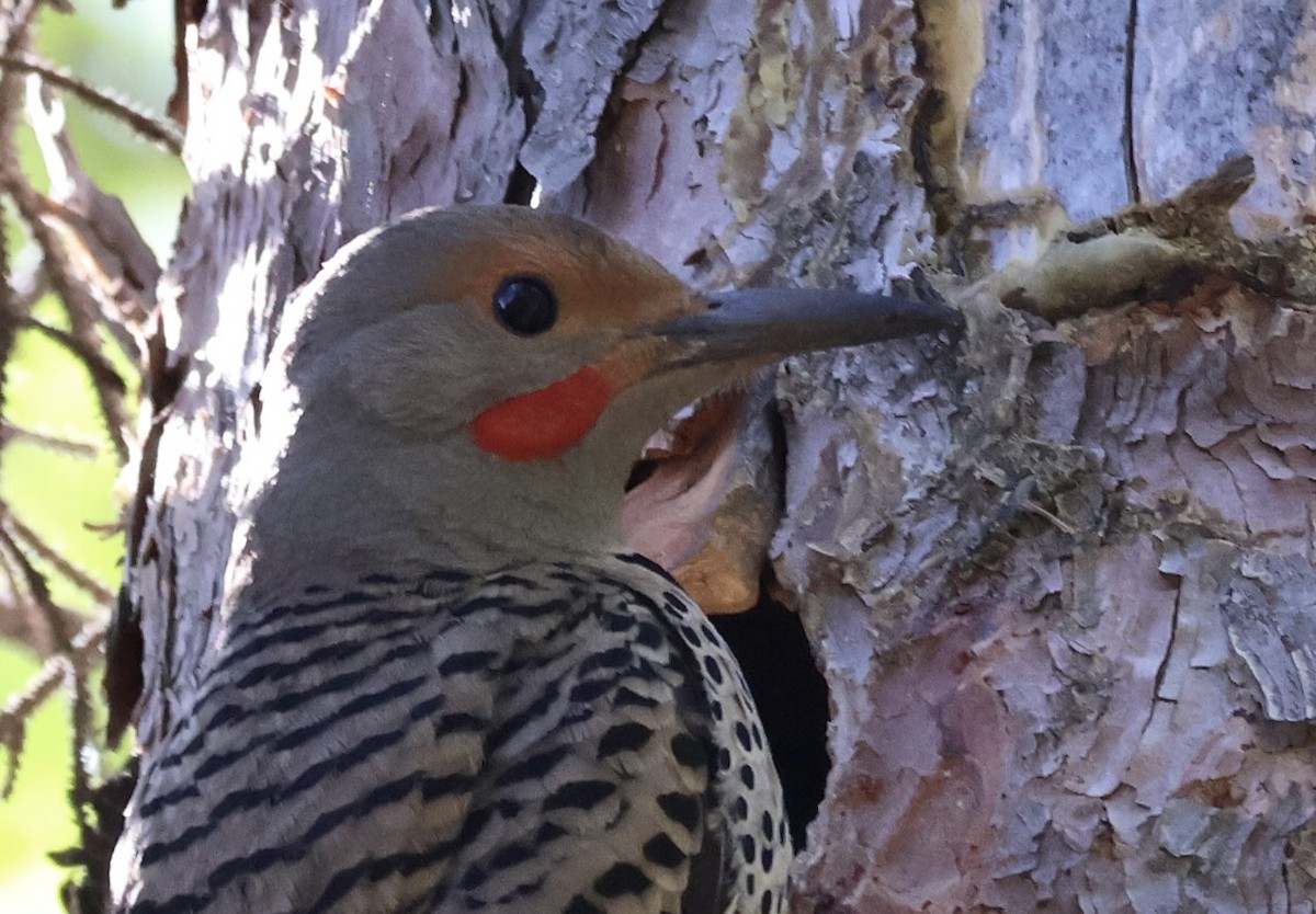 Northern Flicker (Red-shafted) - ML637206736