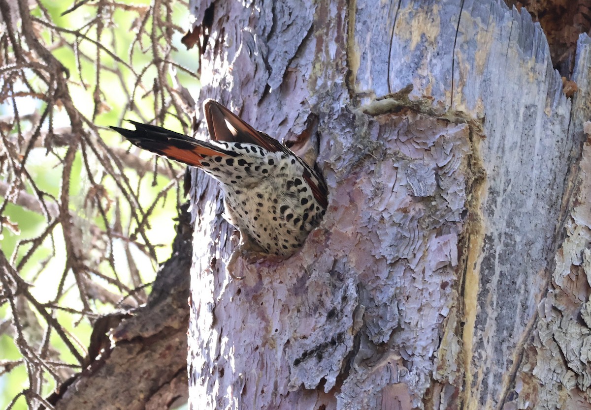 Northern Flicker (Red-shafted) - ML637206737