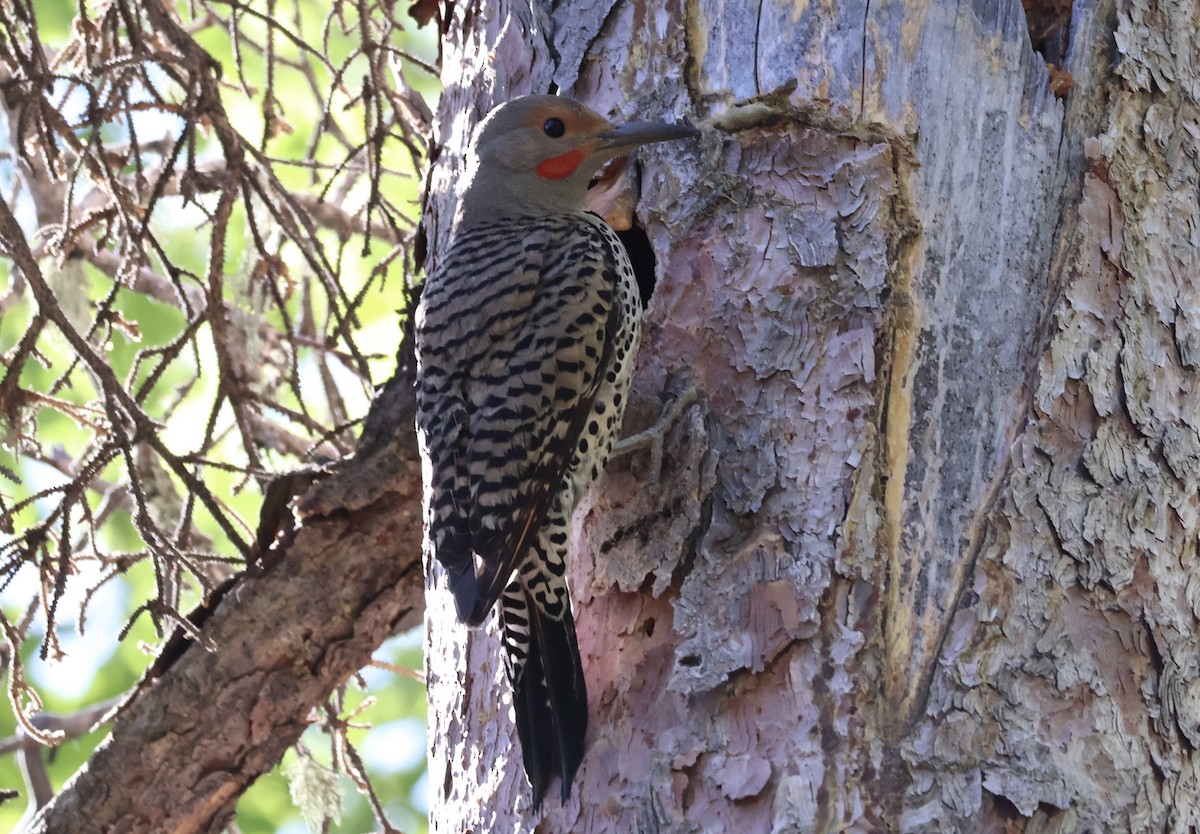 Northern Flicker (Red-shafted) - ML637206738