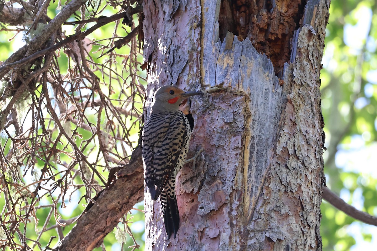 Northern Flicker (Red-shafted) - ML637206739