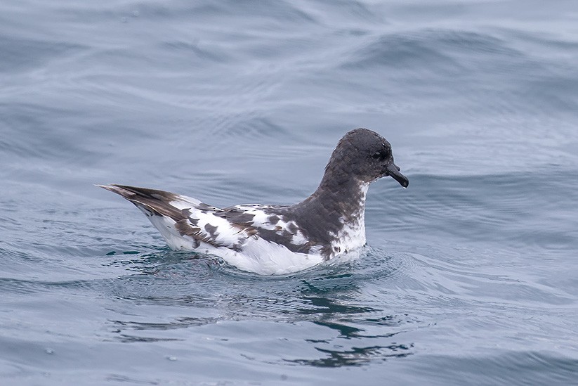 Pintado Petrel - ML637206757