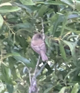 Willow Flycatcher - ML637206785