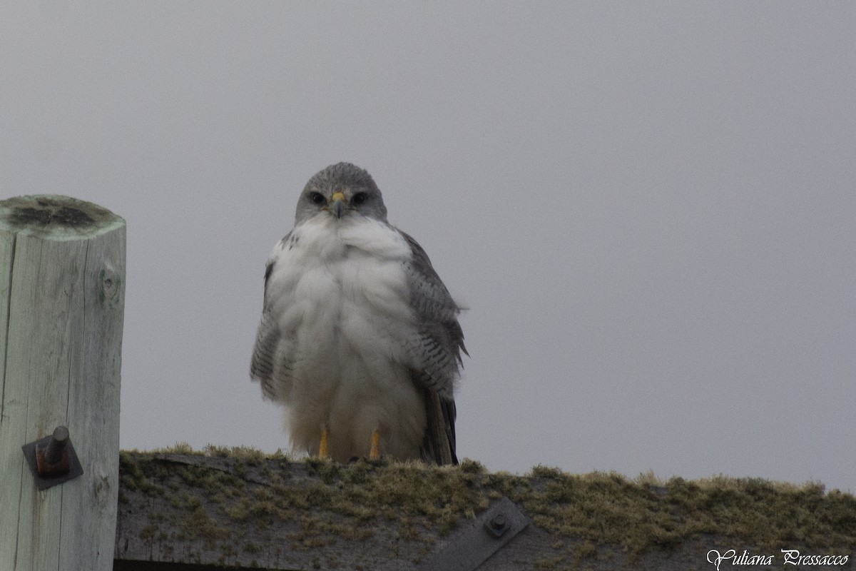 Variable Hawk - ML637206794