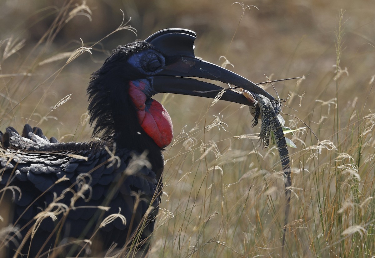 Abyssinian Ground-Hornbill - ML637206813