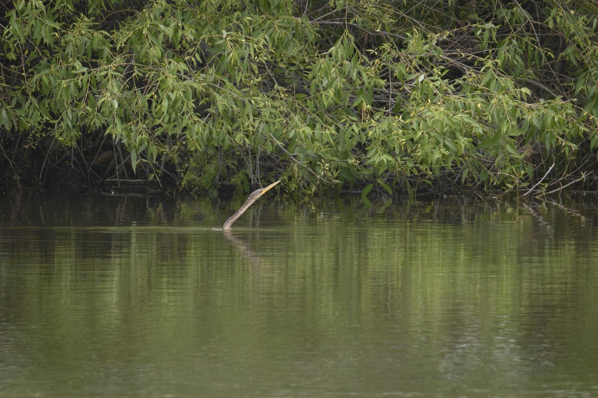 Anhinga - ML637206822