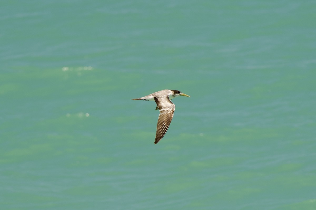 Great Crested Tern - ML637206825