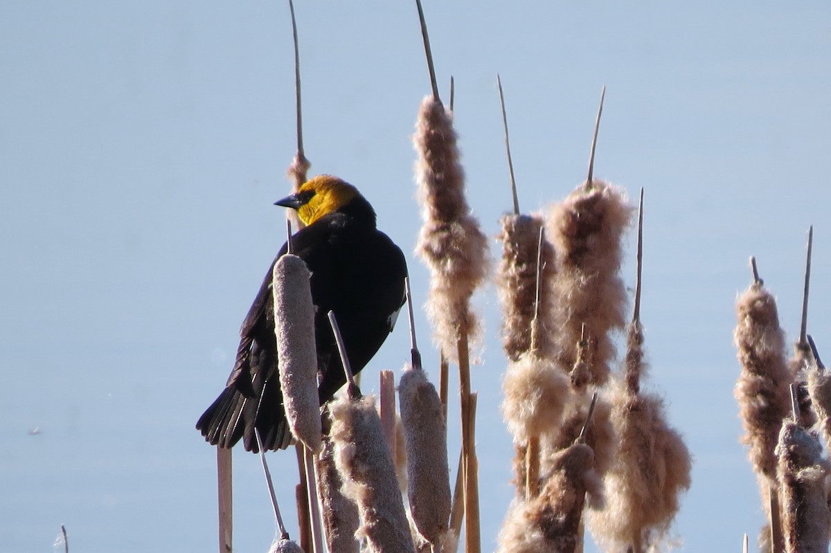 Yellow-headed Blackbird - ML637206891