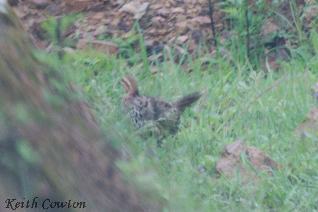 Mountain Bamboo-Partridge - ML637206966