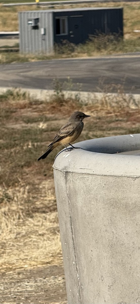 Say's Phoebe - ML637206987