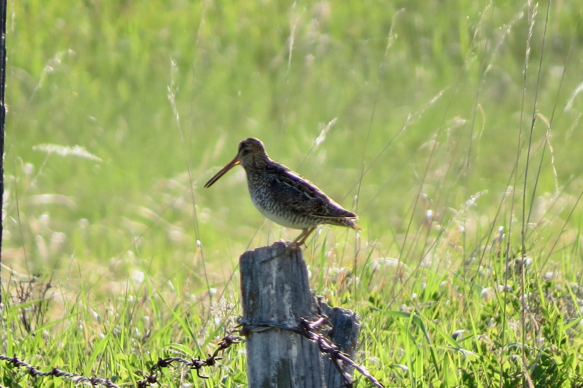 Wilson's Snipe - ML637207004
