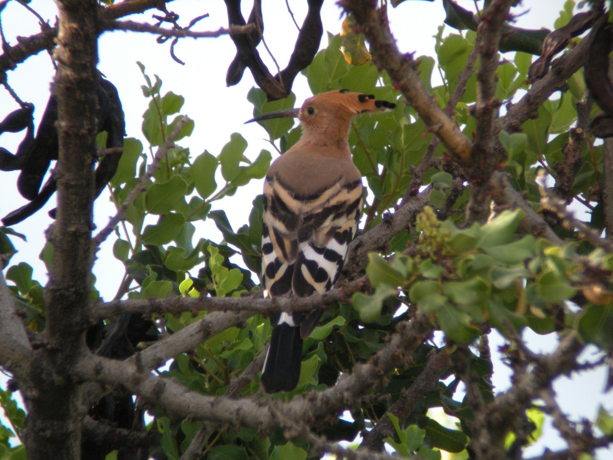 Eurasian Hoopoe - ML637207017