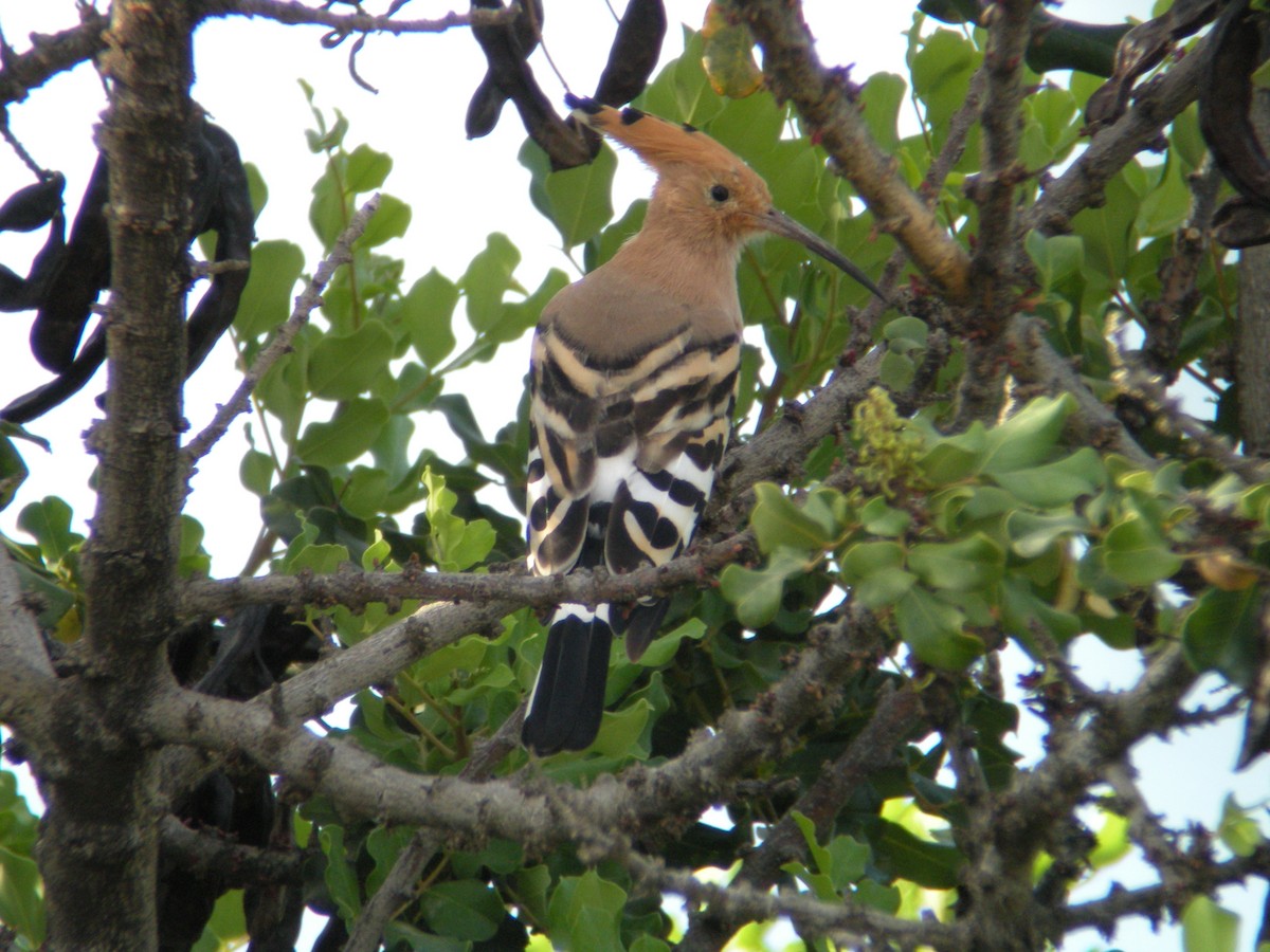 Eurasian Hoopoe - ML637207019