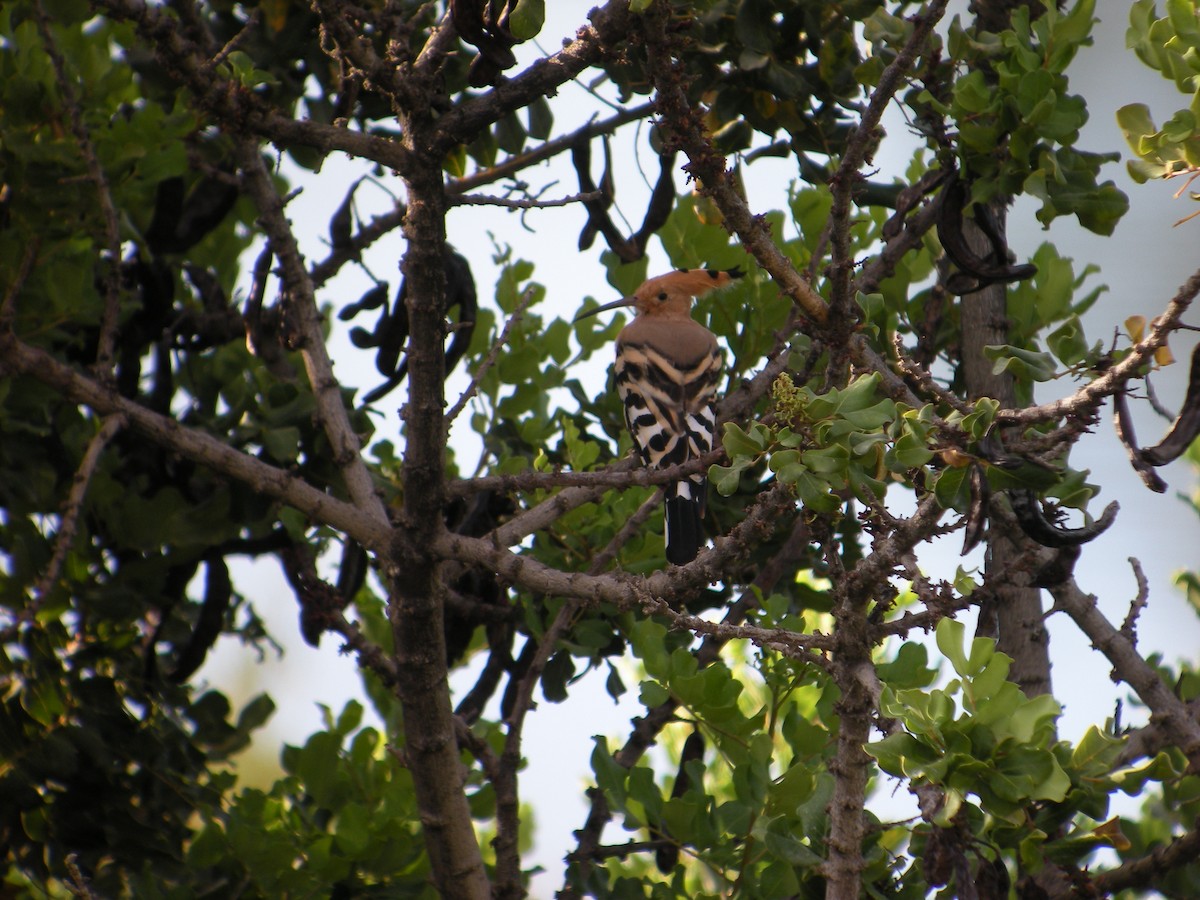 Eurasian Hoopoe - ML637207023