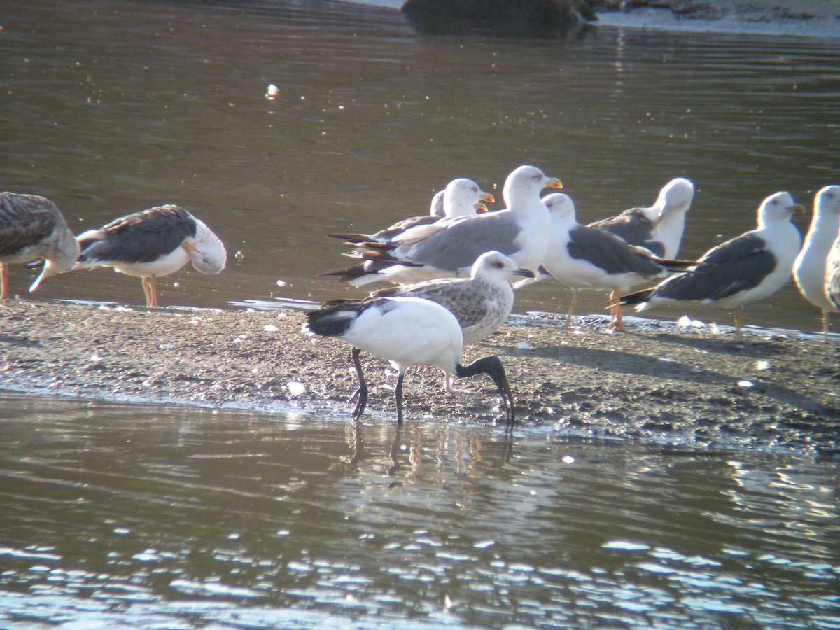 Lesser Black-backed Gull - ML637207061