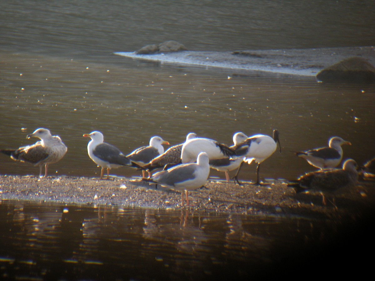 Yellow-legged Gull - ML637207069
