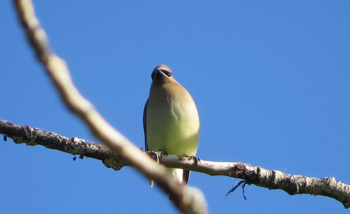 Cedar Waxwing - ML637207085