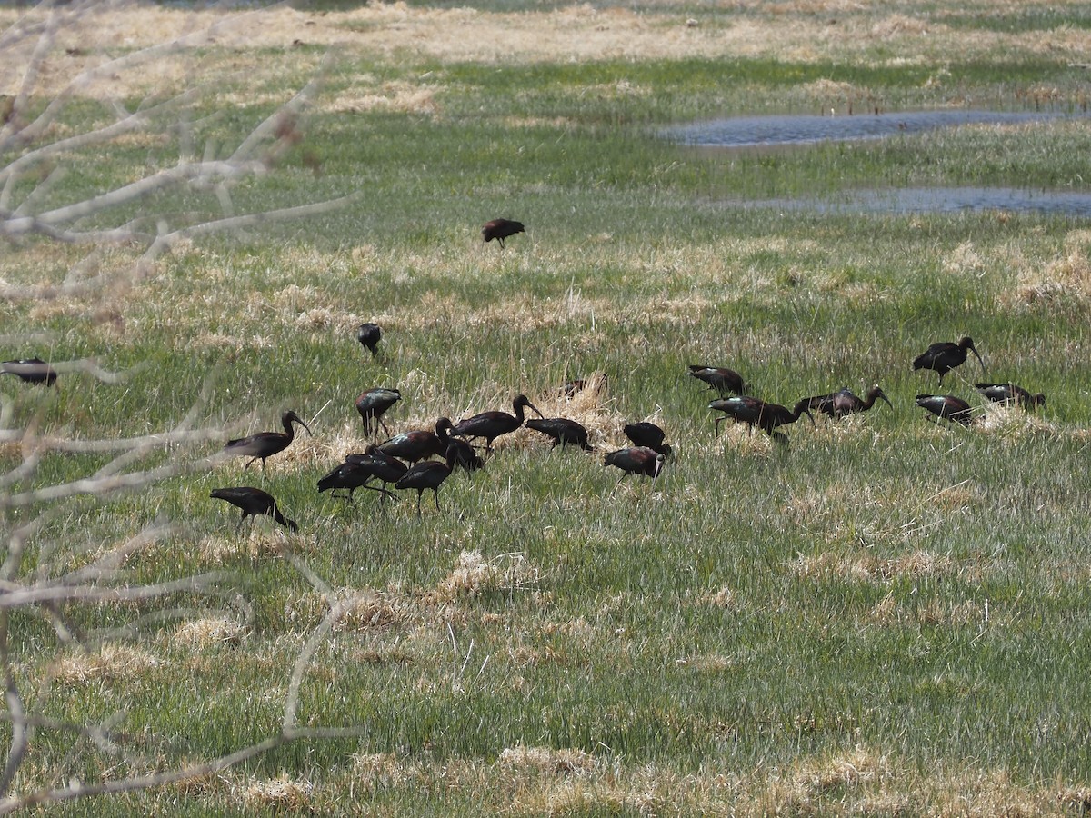 White-faced Ibis - ML637207087