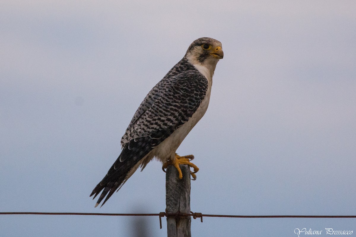 Falco pellegrino - ML637207093