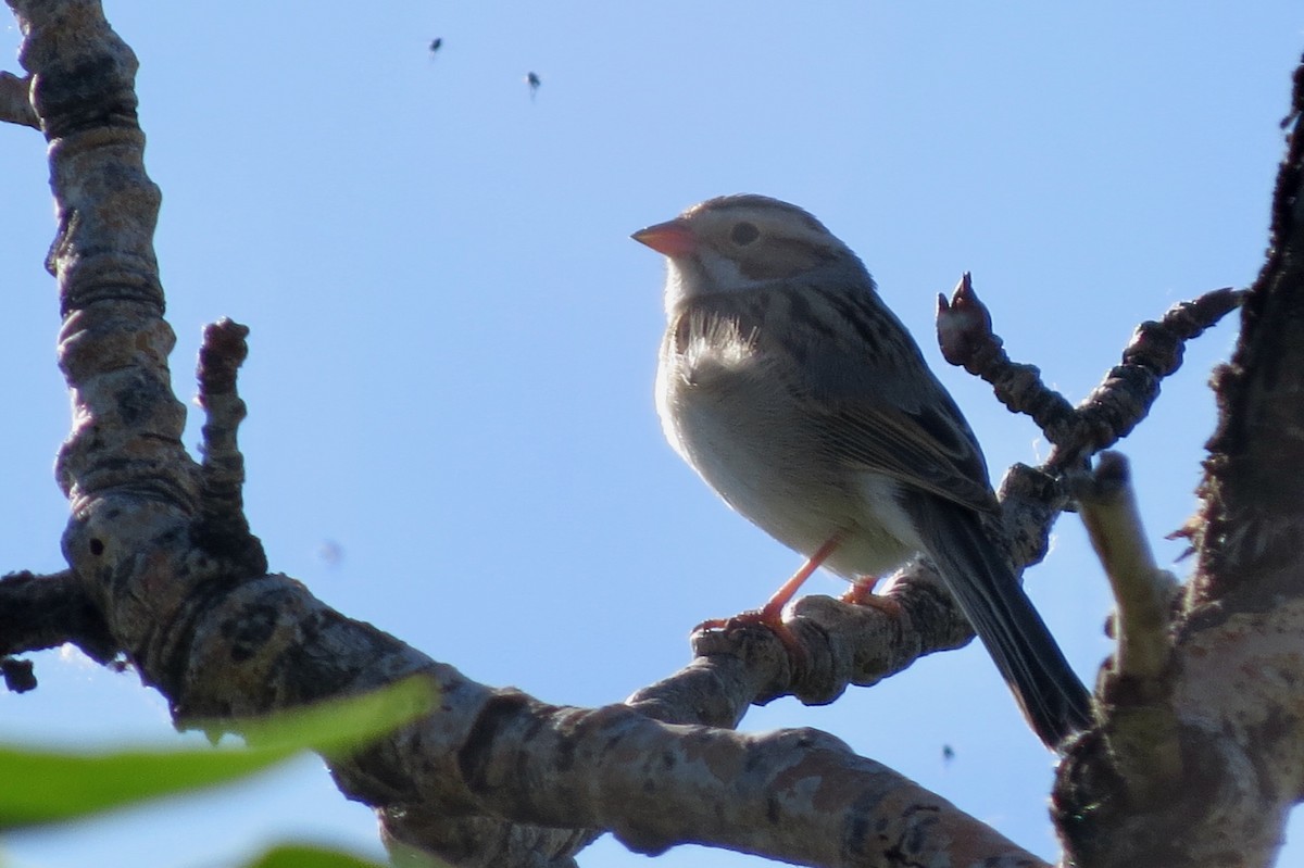 Clay-colored Sparrow - ML637207105