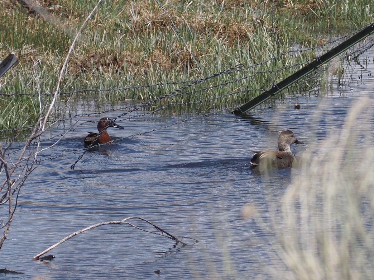 Cinnamon Teal - ML637207106