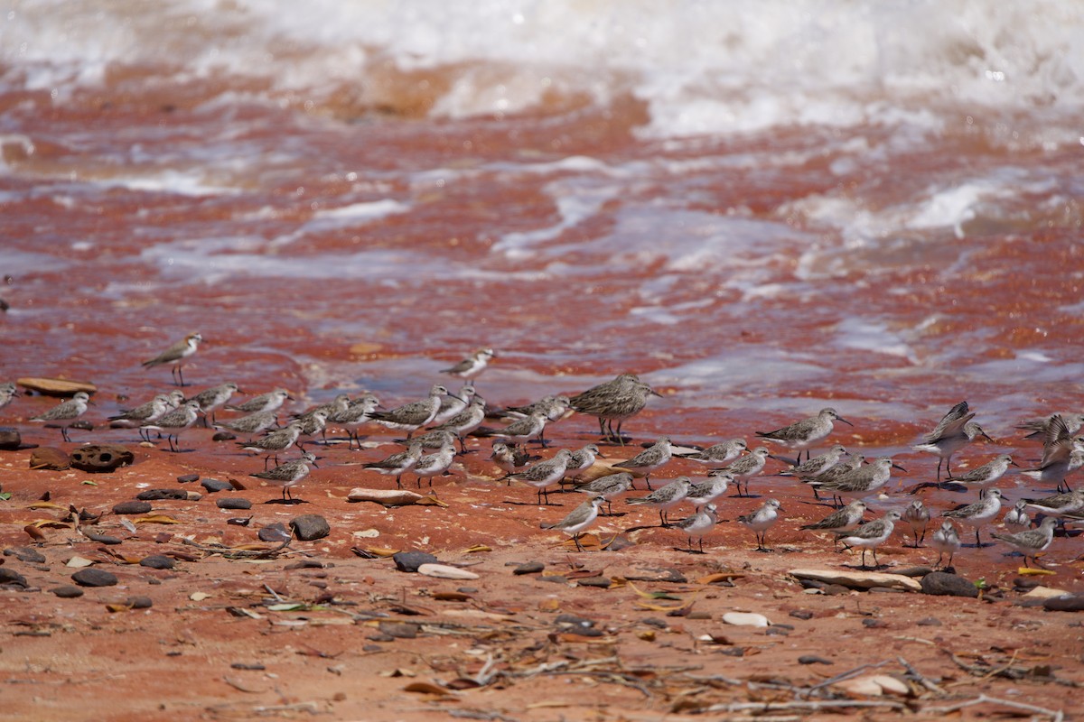 Sharp-tailed Sandpiper - ML637207141