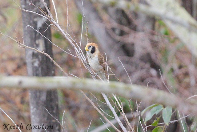 Spot-breasted Parrotbill - ML637207153