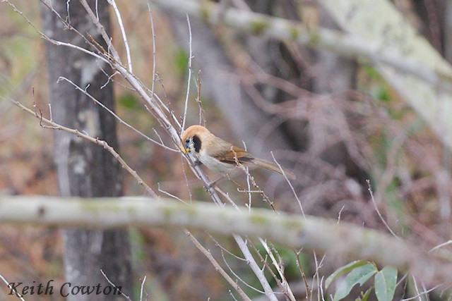 Spot-breasted Parrotbill - ML637207154